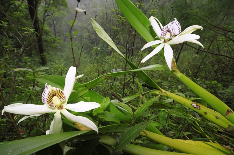 Strom orchideje