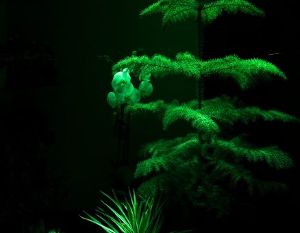 Magické svetielkujúce rastliny