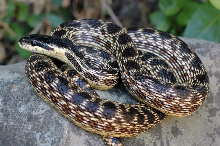 Nový druh hada: Elaphe urartica ( Foto Boris Tuniyev)