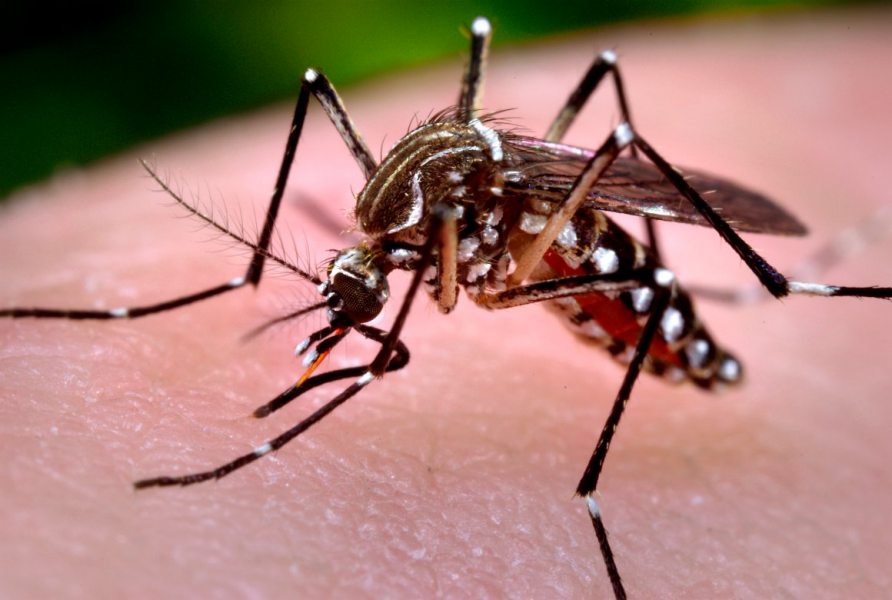Komár Aedes aegypti, prenášač vírusu zika