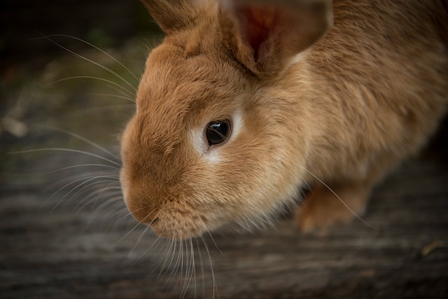 Ilustračné foto: králik; Pixabay.com /Pexels/