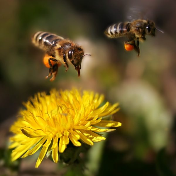 včela; ilustračné foto: Pixabay.com