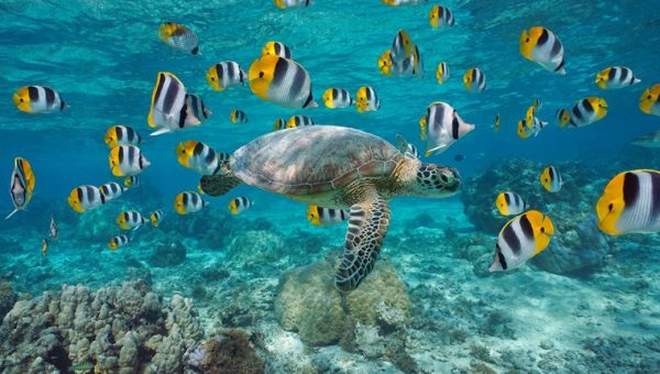 Ilustračné foto: Oceán, korytnačka, ryby. Zdroj: iStock