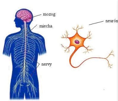 Nervový systém človeka