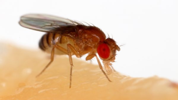 Drosophila melanogaster; zdroj: wikipedia