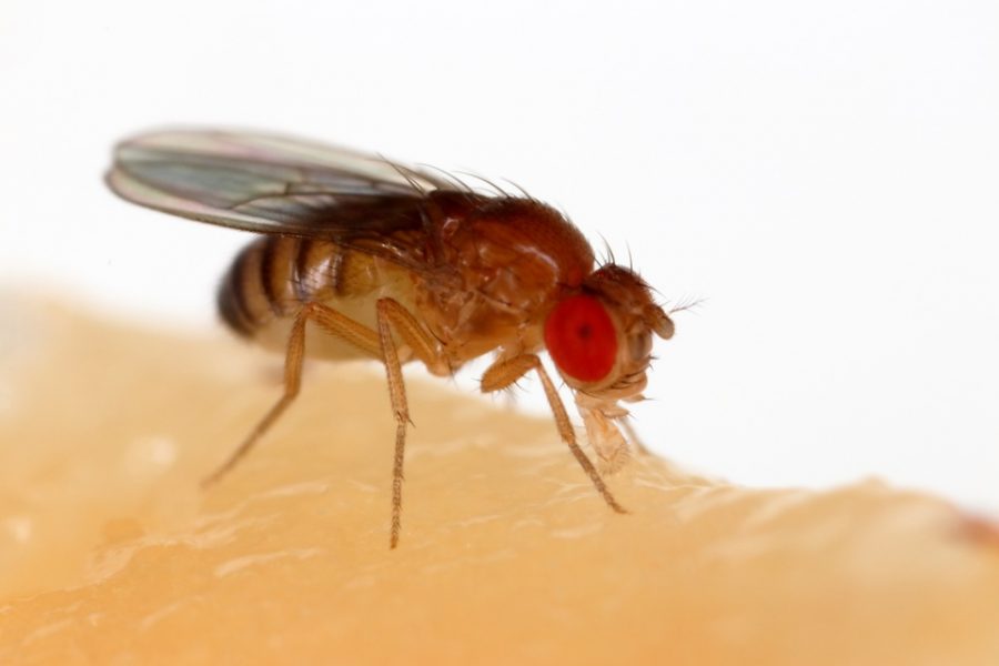 Drosophila melanogaster; zdroj: wikipedia