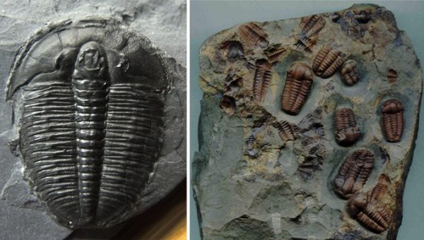 Trilobity sú vedúcimi skamenelinami kambria. Neboli však jedinými obyvateľmi morí. Vľavo: Elrathia kingi z amerického Utahu. Vpravo: Ellipsocephalus hoffi z Česka.