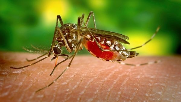 Komár Aedes aegypti pochádza z Afriky