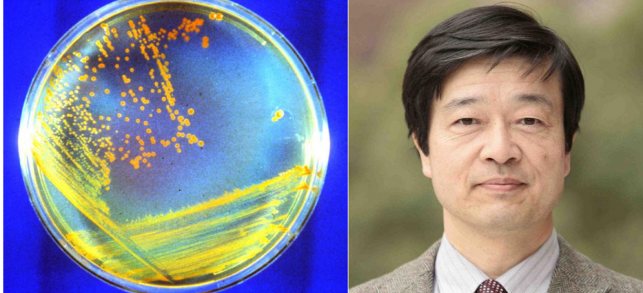 Vľavo: Baktérie Deuinococcus v Petriho miske. Vpravo: Akihiko Yamagishi. Zdroj: NASA, Researchgate