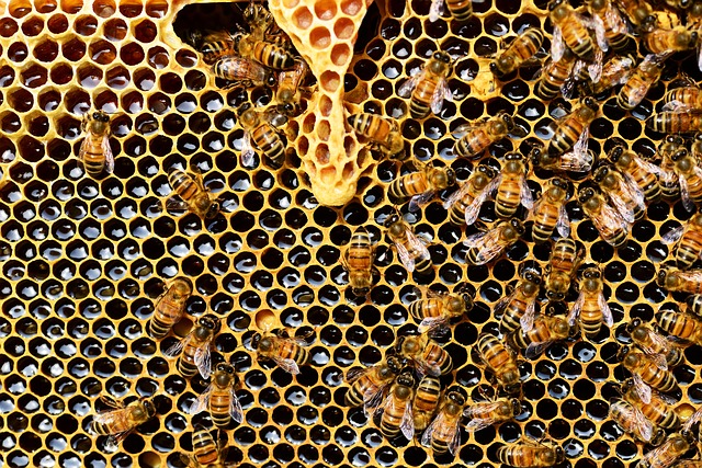 Ilustračné foto: včely; Pixabay.com /PollyDot/