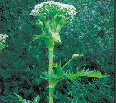 Invázna rastlina: boľševník obrovský, ktorá dosahuje výšku až 5 m (Zdroj obr.: Štátna ochrana prírody Slovenskej republiky, leták 1)
