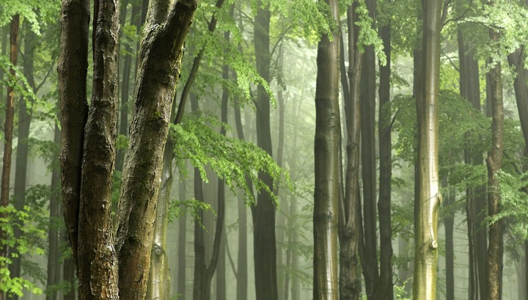 Ilustračné foto: príroda; les; Pixabay.com /2690457/