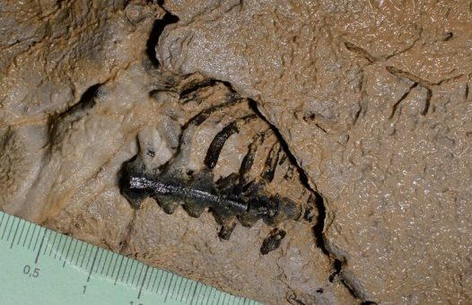 Kostra pachypleurosaurida (Eosauropterygia) uväznená vo vápencovom strope jaskyne Štefanová – sieň Eldorádo (Demänovská dolina)