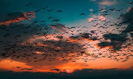 Ilustračný obrázok: Vtáky, západ slnka (Zdroj: Pixabay.com)