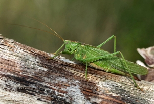 Kobylka zelená - jedna z najväčších stredoeurópskych kobyliek