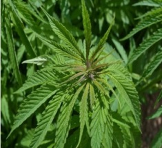 Konopa siata (Cannabis sativa L.) alias technické konope