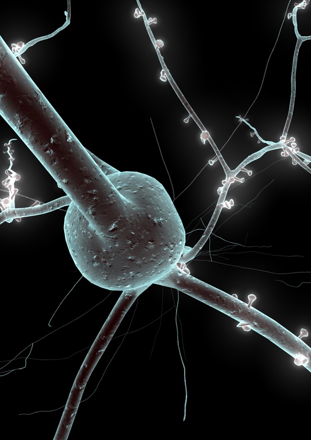Neurón, ilustrácia EPFL/Blue Brain Project