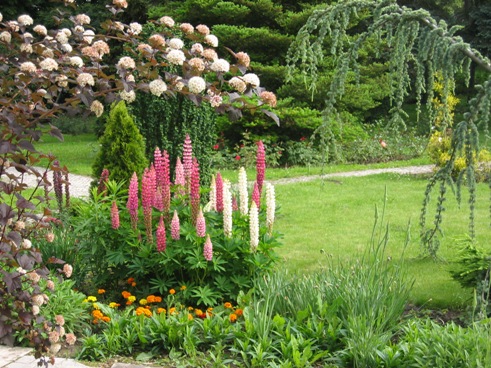 foto: záhony trvaliek; Botanická záhrada UK