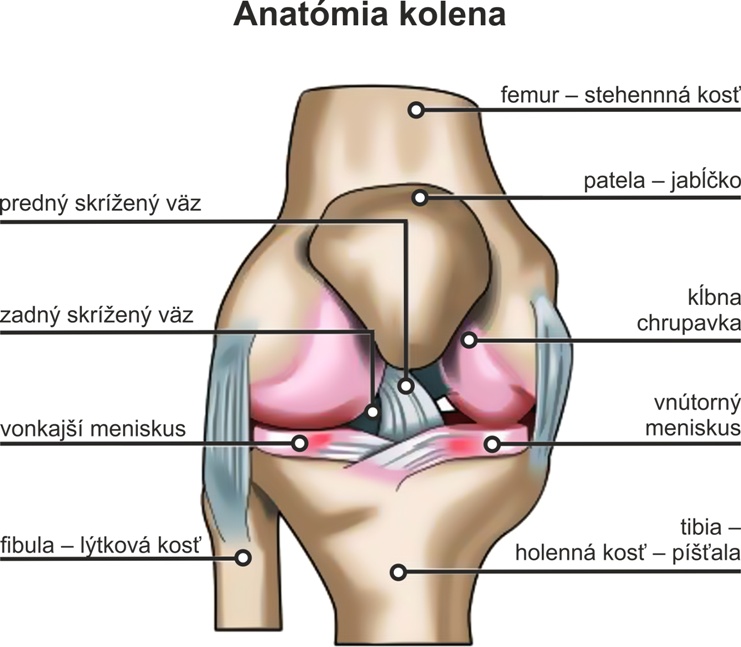 Anatómia kolena, Ilustrácia Marcela Pekarčíková