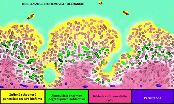 Mechanizmus biofilmovej tolerancie