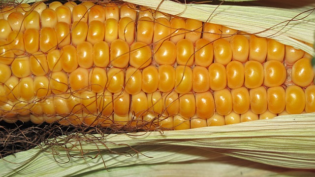  kukurica / prirodzene bezlepková surovina