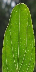Hypericum perforatum – detail kvetov a listu pokrytého priesvitnými žliazkami