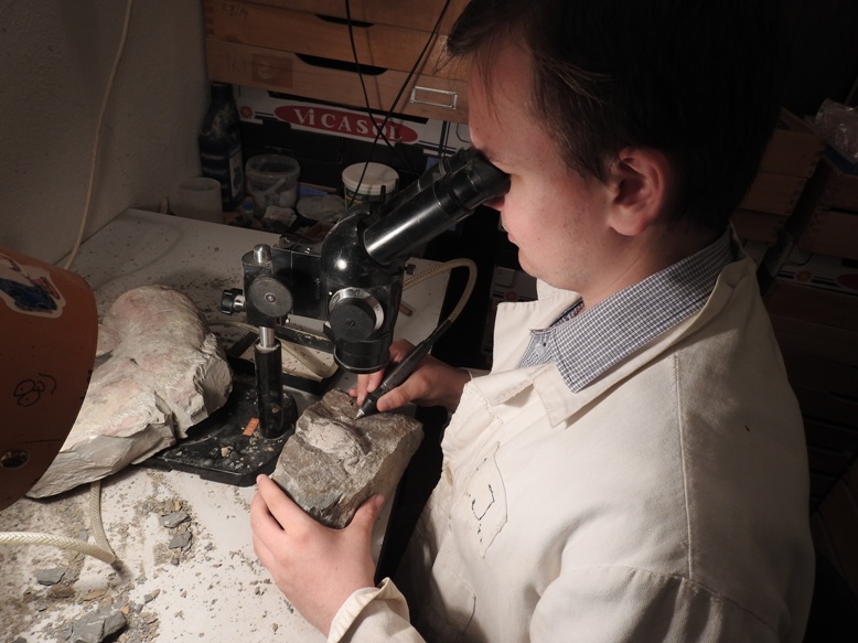 Preparácia fosílií krabov na Prírodovedeckej fakulte UK v Bratislave