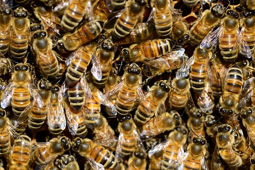 ilustračné foto /včely, včelstvo/
