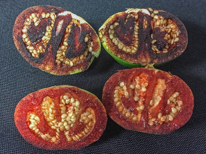 Solanum ossicruentum