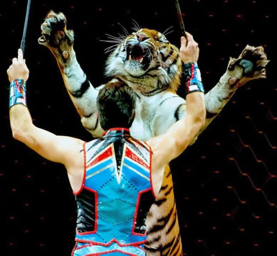 Tigre a iné šelmy v cirkusoch na Slovensku od novembra neuvidíme. Foto: Pixabay.com (clarencealford)