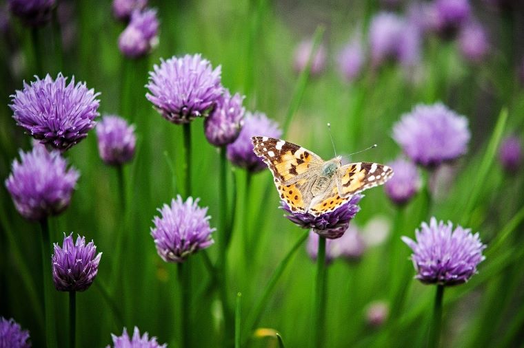 Ilustračný obrázok: Motýľ, kvety. Foto: Pixabay.com