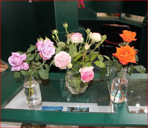 Výherné ruže v ankete z rozária Arboréta Mlyňany