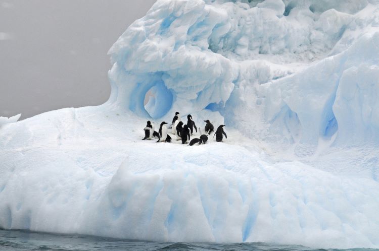 Tučniaky v najjužnejšom kontinente ohrozujú aj dlhotrvajúce dažde, ktoré tam donedávna nebývali.