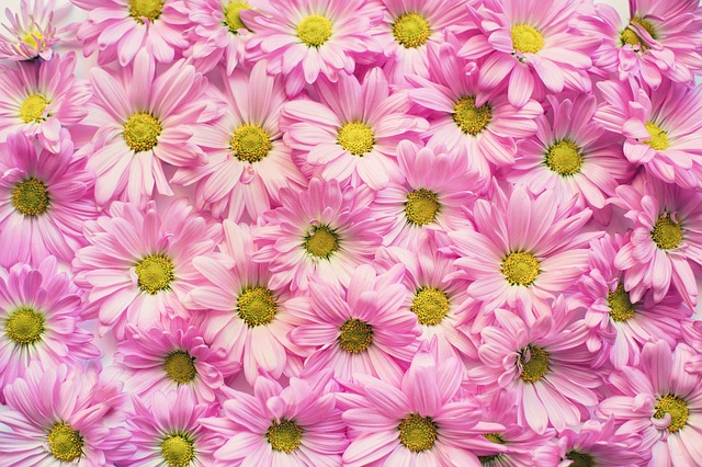 Ilustračné foto: ružové sedmokrásky; Pixabay.com /jill111/