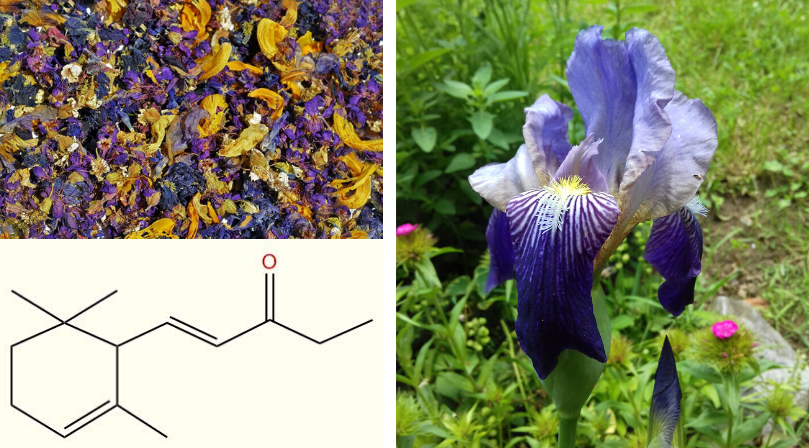 Vľavo hore: sušené kvety kosatcov, dole vzorec irónu, hlavnej zložky liečivej silice a vpravo kosatec nemecký. Zdroj: iStock, IŠ