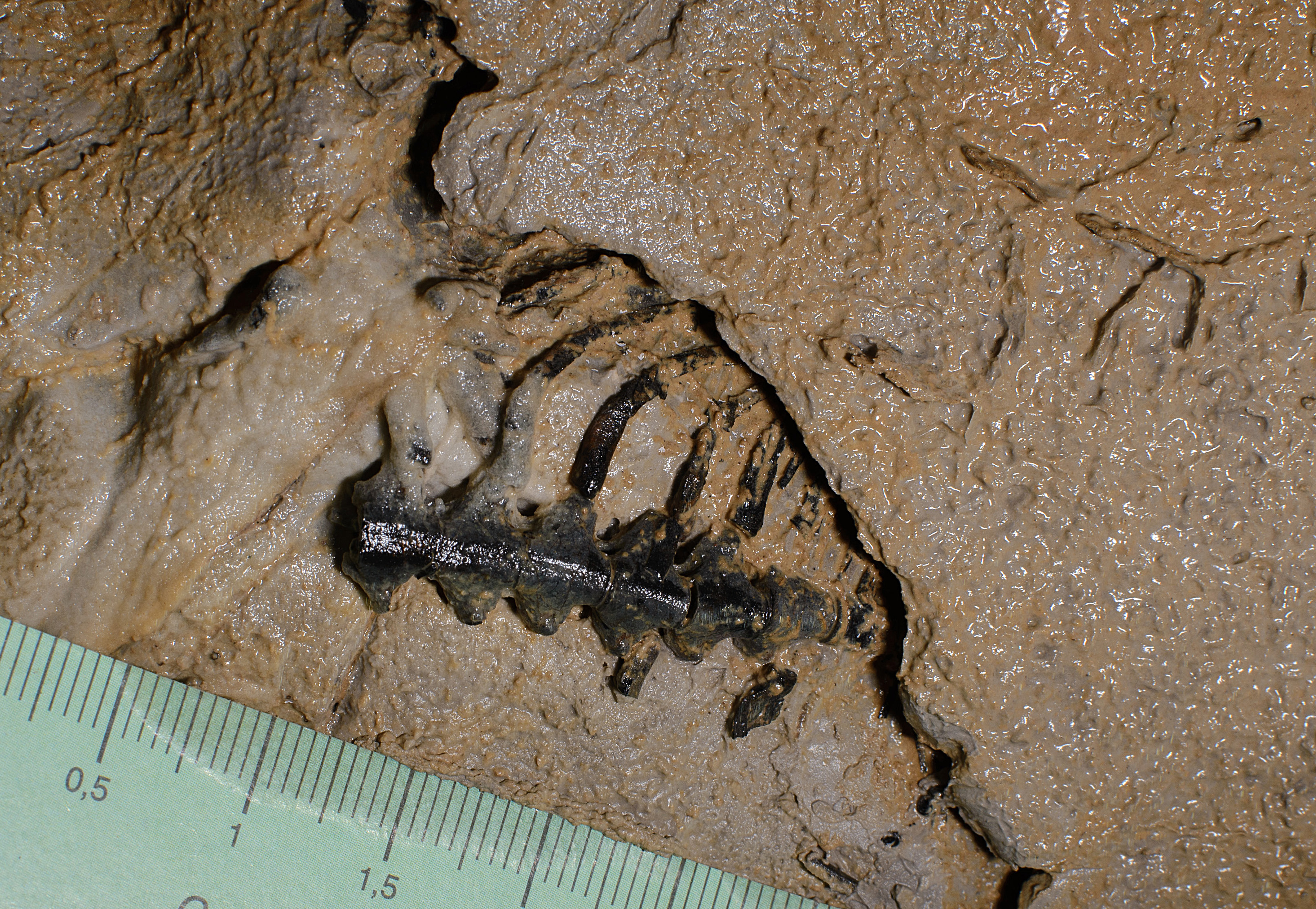 Kostra pachypleurosaurida (Eosauropterygia) uväznená vo vápencovom strope jaskyne Štefanová – sieň Eldorádo (Demänovská dolina); foto: Juraj Šurka