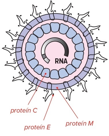vírosová RNA