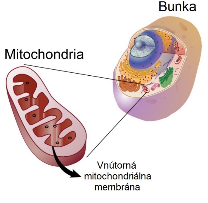 Obr. 1: Mitochondria v bunke – na vnútornej membráne mitochondrie prebieha oxidatívna fosforylácia, ktorej súčasťou je aj bunkový dýchací reťazec.