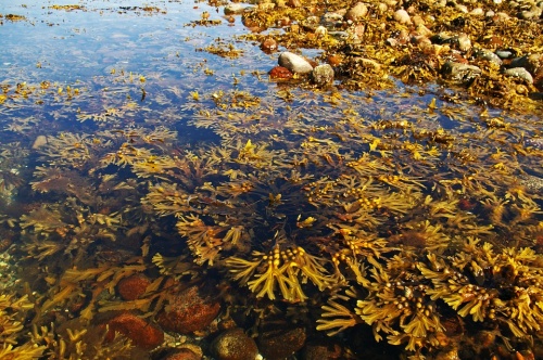 Tretia generácia biopalív už siaha do budúcnosti, pretože na jej produkciu sa budú môcť využívať morské riasy (zdroj: pixabay)