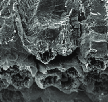 Pohľad cez elektrónový mikroskop na resorpčné krátery v spodnej časti škrupinových jednotiek
