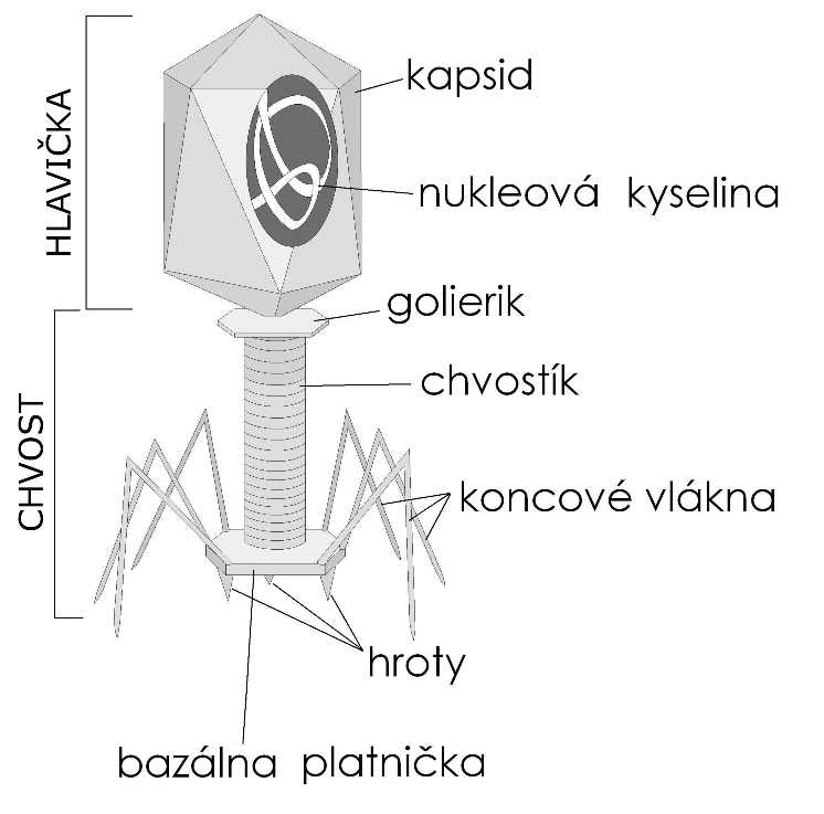 stavba Bakteriofágu; Ilustrácia wikipédia/Argrid