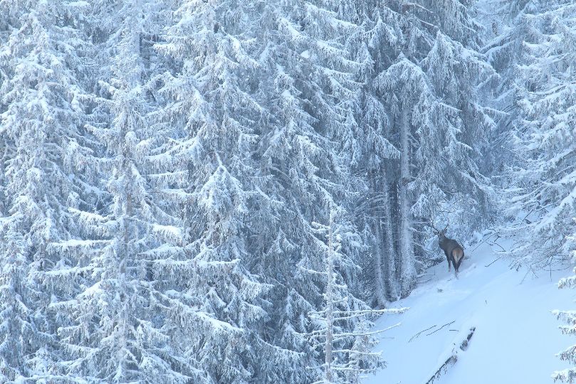 Film Nesmrteľný les ponúka úchvatné a jedinečné zábery divokej slovenskej prírody, rozhodne však nie je len príbehom štvornohých obyvateľov limbového pralesa