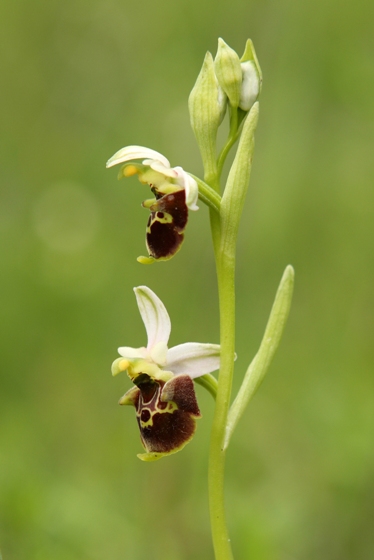 Hmyzovník Holubyho (Ophrys holubyana)