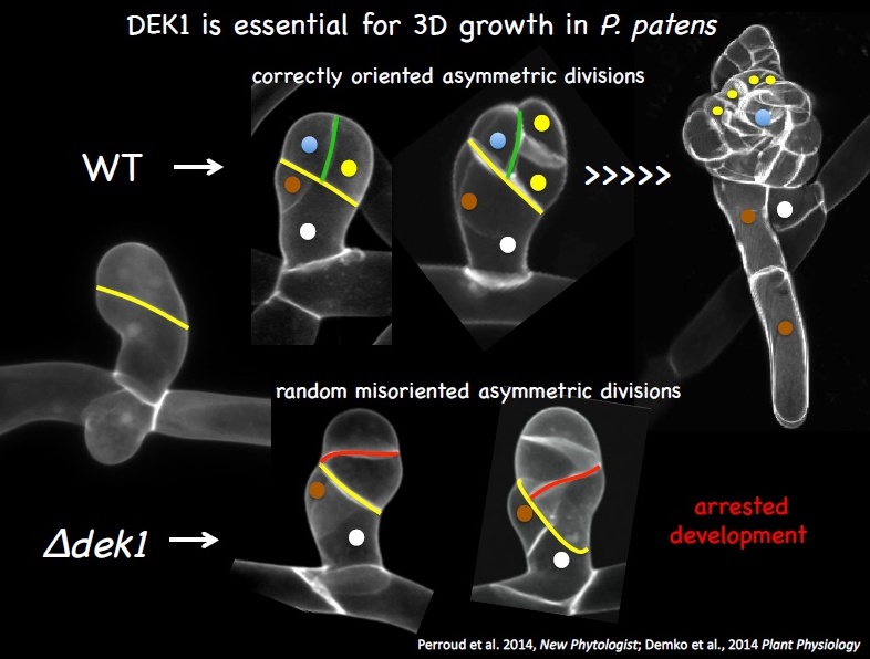 ukážka proteínu – DEFECTIVE KERNEL1 (DEK1) v 3D