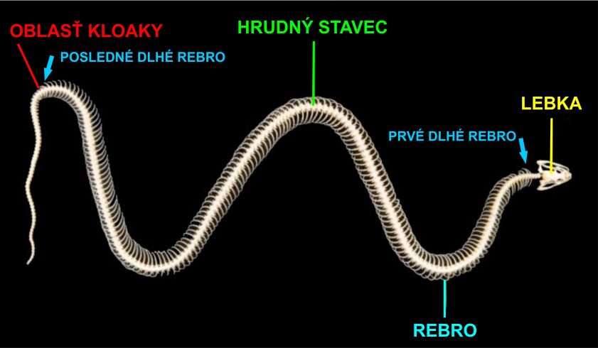 Kostra hada: dlhé rebrá sú prítomné takmer na všetkých prekloakálnych stavcoch. (www.bristol.ac.uk)