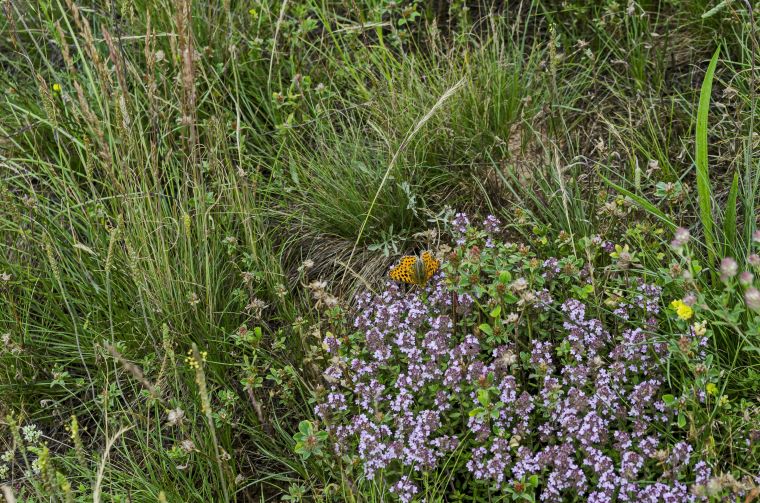 Ilustračné foto: tráva, materiná dúška, motýľ. Zdroj: iStockphoto.com