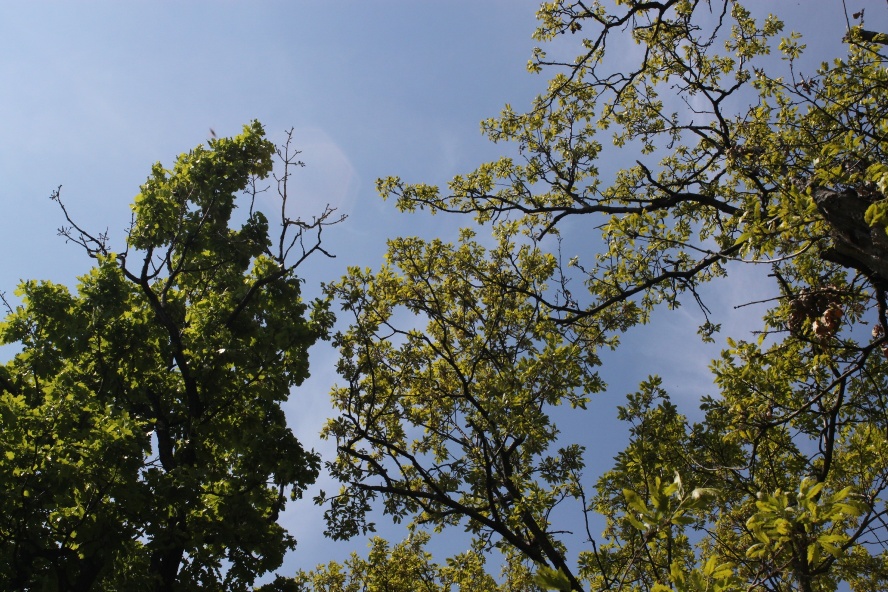 Skoro pučiaci dub plstnatý s plne rozvinutými listami a neskoro pučiaci dub cerový s mladými rozvíjajúcimi sa listami. Autor fotografie je RNDr. Ján Kulfan, CSc.