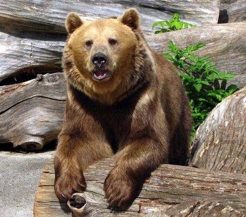Ukážka zo ZOO v Košiciach - medveď hnedý