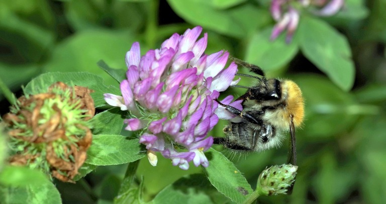Okrem včiel si na ďateline pochutnáva aj iný hmyz, napríkad motýle, alebo čmeliaky (na fotografii). Zdroj: Pixabay.com
