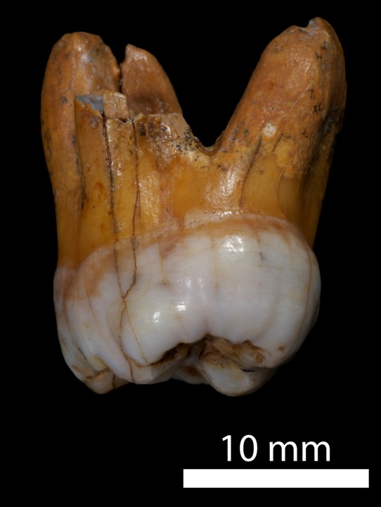 Zub, molár, jedinca Denisova 4.
